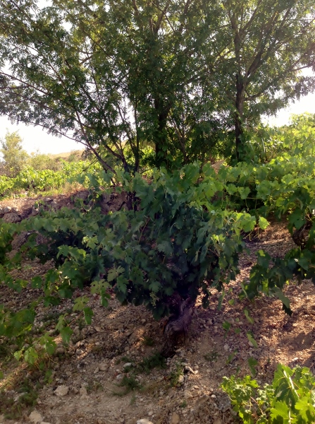 Jerôme_Bougnaud_viña_Galia_naturaleza